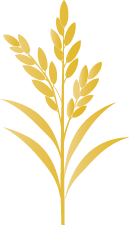 The Panicle Divider is the visual anchor of the Biji Social Impact identity. Moving beyond a simple seed, the mark utilizes the structural form of the rice panicle—the exact biological framework that holds, supports, and elevates individual seeds (Biji) so